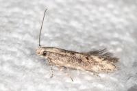 Ephysteris diminutella
