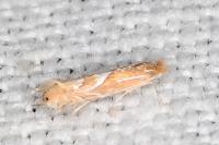 Phyllonorycter endryella