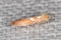 Phyllonorycter endryella