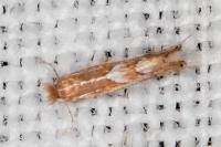 Phyllonorycter endryella