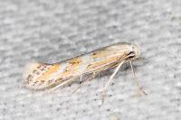 Ptocheuusa paupella