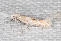 Ptocheuusa paupella