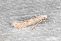 Ptocheuusa paupella