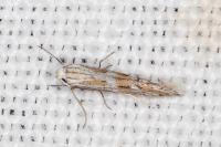 Ptocheuusa paupella