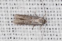 Symmocoides oxybiella