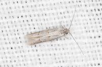 Symmocoides oxybiella