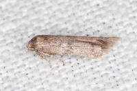 Blastobasis