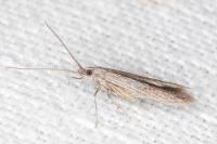 Coleophora
