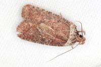 Agonopterix cnicella