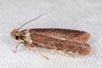 Agonopterix cnicella