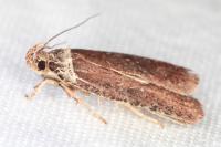 Agonopterix cnicella