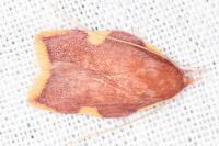 Carcina quercana