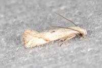 Elachista contaminatella