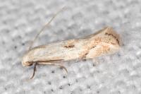 Elachista contaminatella