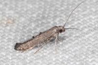Ochromolopis staintonellus