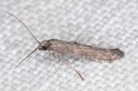 Ochromolopis staintonellus