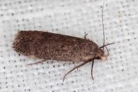 Anacampsis