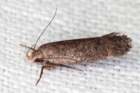 Anacampsis
