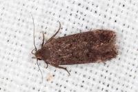 Anacampsis