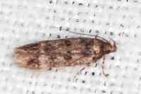 Bryotropha