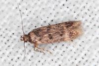 Bryotropha