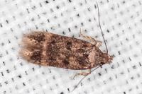 Bryotropha