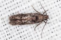 Carpatolechia decorella