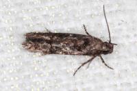 Carpatolechia decorella