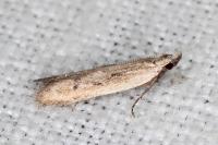 Mesophleps corsicella