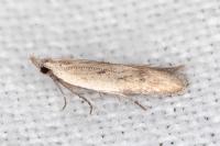 Mesophleps corsicella