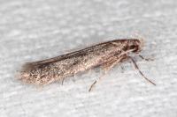 Telphusa cistiflorella