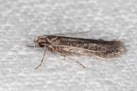 Telphusa cistiflorella