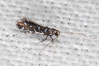 Parectopa ononidis