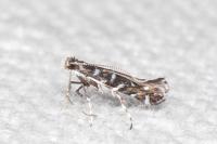 Parectopa ononidis
