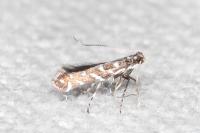 Parectopa ononidis