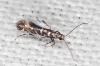 Parectopa ononidis