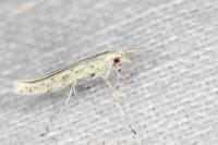 Povolnya leucapennella