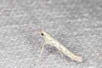 Povolnya leucapennella