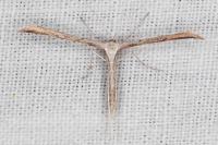 Emmelina monodactyla