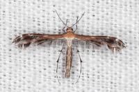 Stangeia siceliota