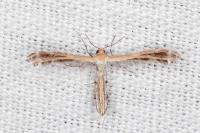 Stangeia siceliota