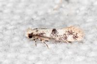 Infurcitinea atrifasciella
