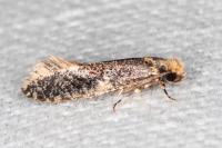 Monopis laevigella