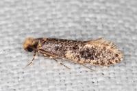 Monopis laevigella