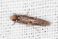 Monopis laevigella