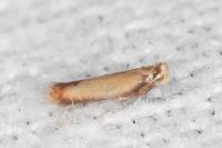 Coptotriche marginea