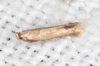 Coptotriche marginea