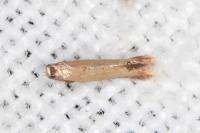 Coptotriche marginea