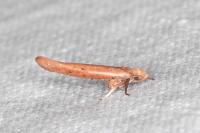 Zelleria hepariella