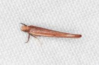 Zelleria hepariella